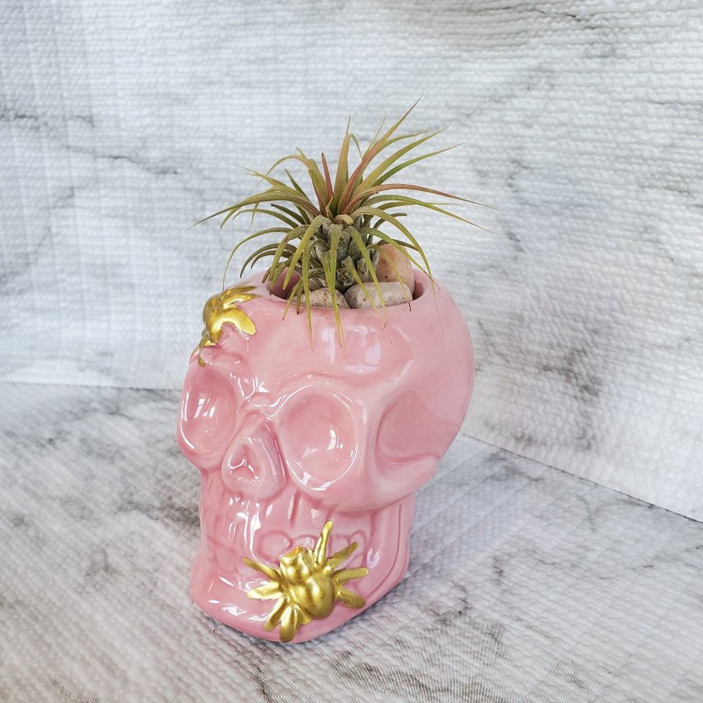 Skull with Air Plant, Ceramic Skull Planter, Pink Skull, Halloween, Day of Dead - Picture 4 of 5